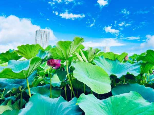 莲花天气(你准备去哪里玩)