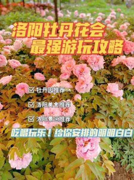 菏泽牡丹花会限号(怎么才能顺利进景区)