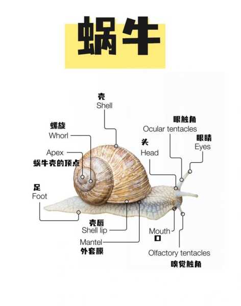 什么样的蜗牛有毒(怎么分辨有毒蜗牛)