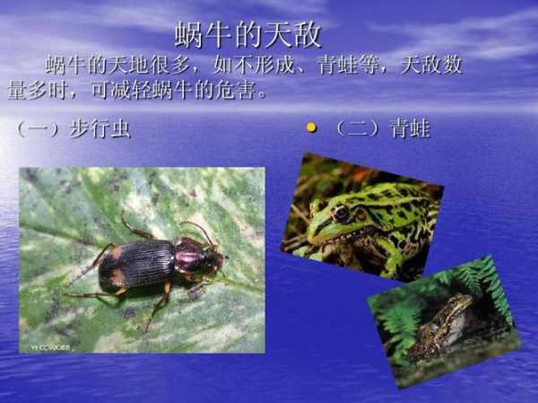哪种蜗牛有毒(还容易传播疾病)