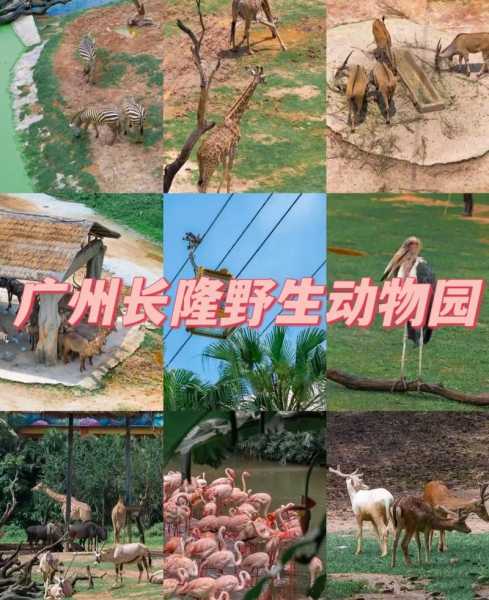 全国最大的动物园(哪个动物园的游览方式最独特)