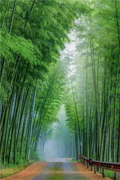 永川茶山竹海(还是体验竹海的清新)