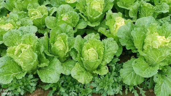 毕节低温凝冻天气(怎么才能买到新鲜的蔬菜)