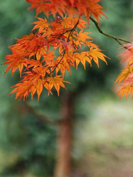红枫林什邡天气(什邡的天气怎么样)