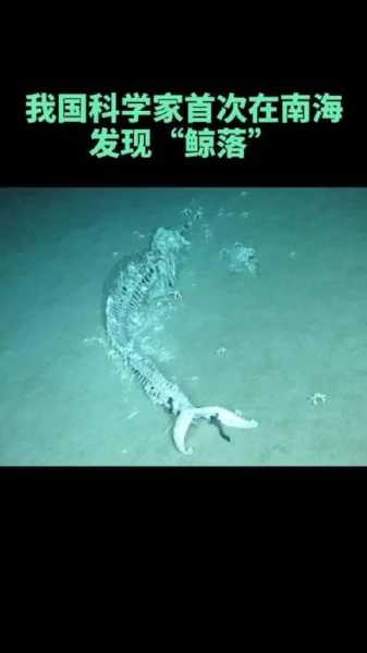 青岛近海鲸鱼出没,怎么会有这种事呢
