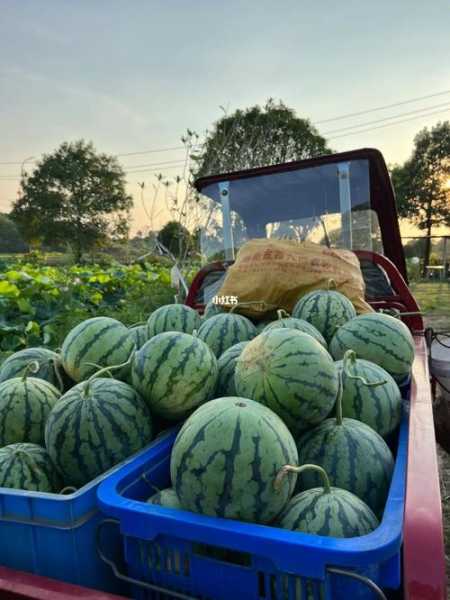 福友生态农场,可以采摘水果吗