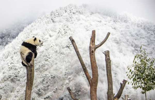 耿达在哪里,雪山、森林、大熊猫
