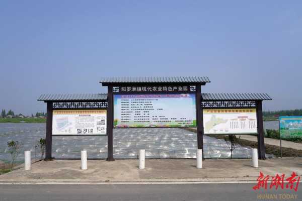 阳罗洲镇(但它有哪些发展潜力)