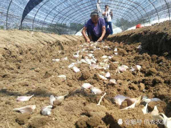 南宁大蒜种植天气, 如何影响丰收与种植策略?