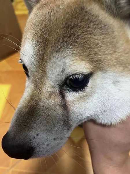 天气热狗出泪痕(是天生如此还是吃太咸了)