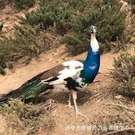 孔雀鸡的饲养技巧, 如何提高养殖成功率?