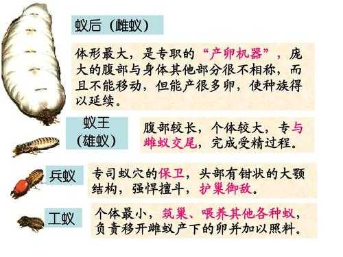 矮骡子什么意思, 其来源与影响是什么?