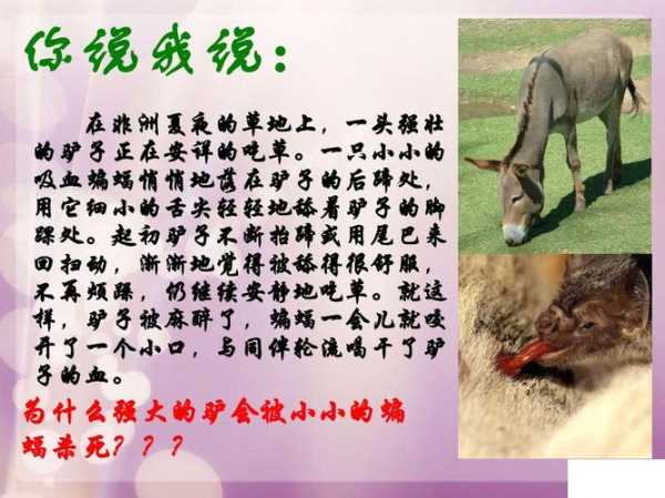 矮骡子什么意思, 其来源与影响是什么?