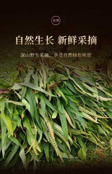 石韦草的功效与应用,你了解多少?