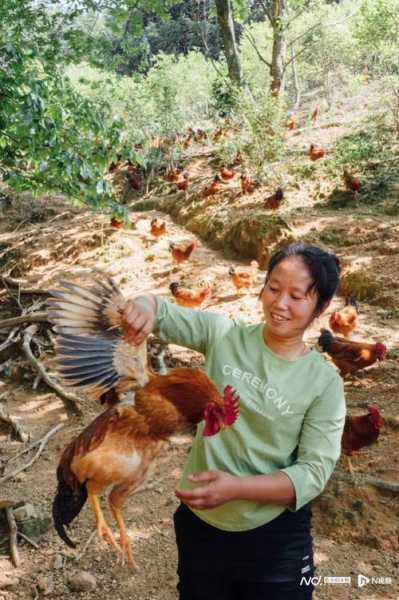 养鸡女,如何在农村实现致富梦想？