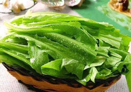 凤尾菜图片,欣赏它的美丽与营养价值