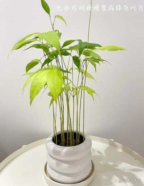 吸花核的养殖技巧, 如何让它更茂盛?