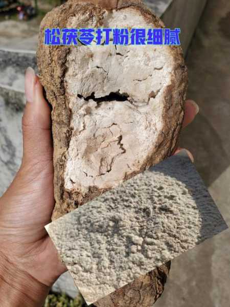 松茯苓图片,了解其独特外观和功效