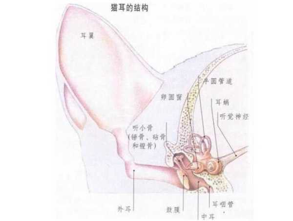 猫耳洞的立体图,了解猫耳洞的结构与功能