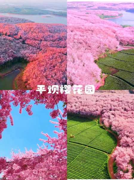 樱花旅游, 如何规划最佳赏花之旅?
