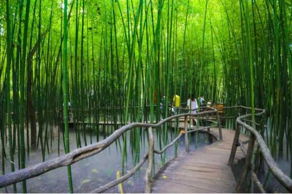 竹镇旅游, 探索隐藏的自然美景与文化魅力
