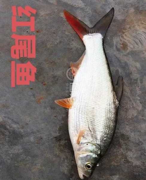 红尾鱼图片,如何识别其特点和种类?