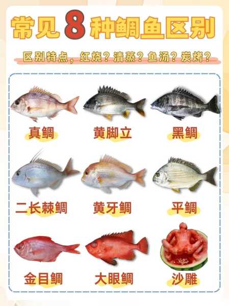 加吉鱼图片, 如何辨别不同种类?