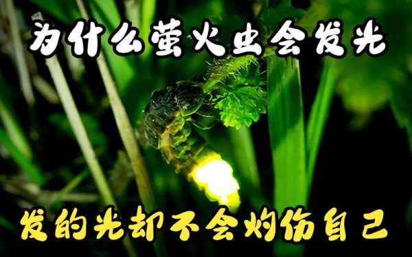 发光虫的神秘世界, 它们为何会发光?