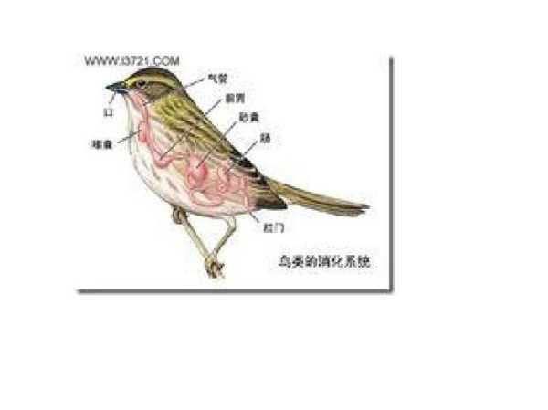 幽禽指的是什么,了解其特征与分布
