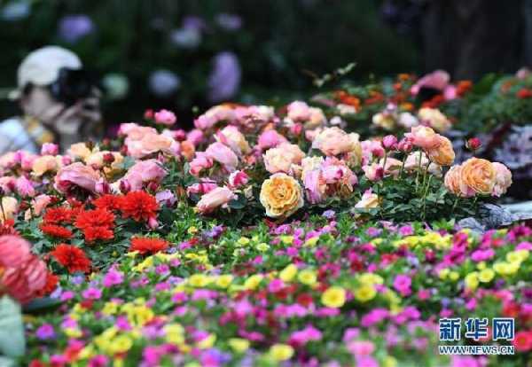 百花汇, 你了解它的魅力吗?