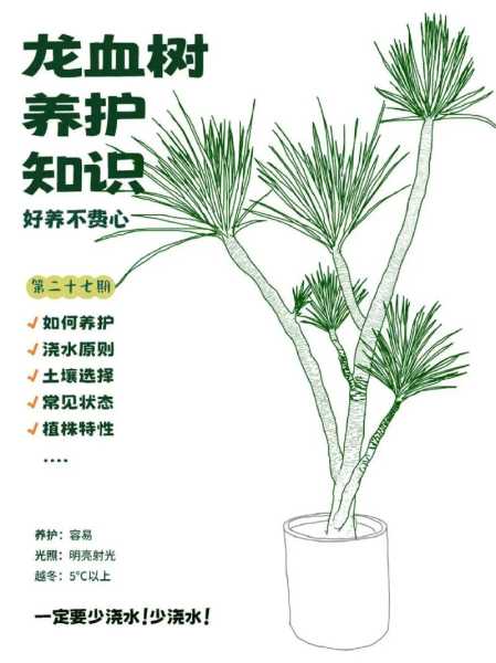 红木树, 如何选择和保养?