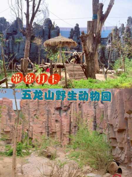 五龙山野生动物园, 探索奇妙的动物世界