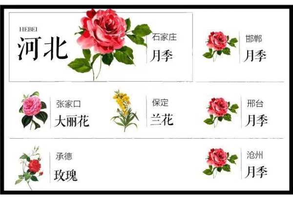 都市花语,如何在城市中找到花的美丽?