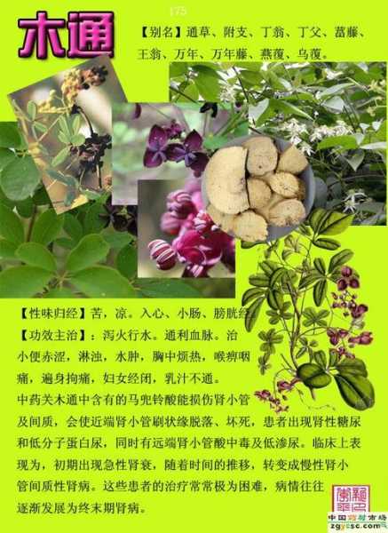 乌兰木通, 你了解它的药用价值吗?