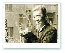苏金伞简介, 历史特点与使用方法解析