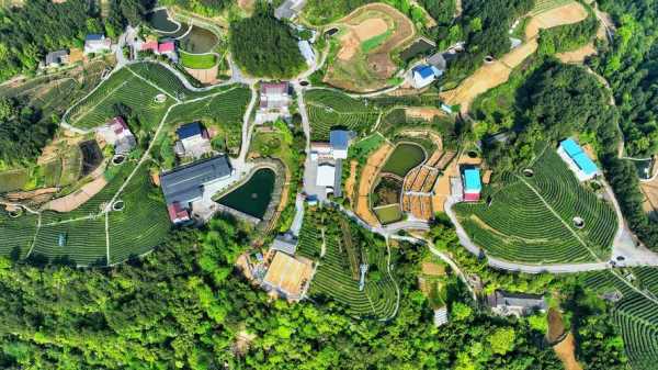 黄茶园,探索其神秘的茶文化之旅