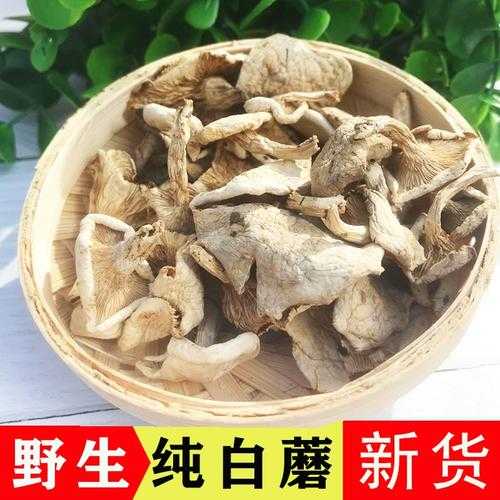 小白菇的营养价值,为什么值得你尝试?