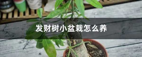 永利发财树, 如何养护才能长得更旺盛?