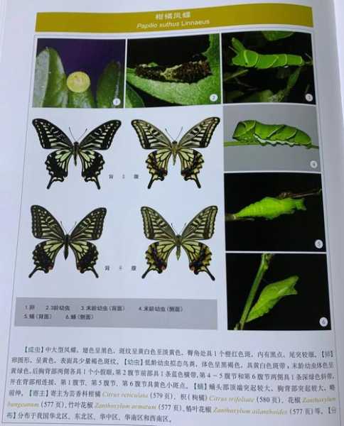 玉斑凤蝶的生活习性, 如何识别与保护?