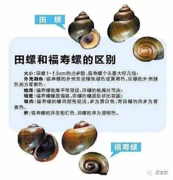 田螺王, 如何挑选和烹饪的秘诀?