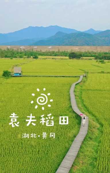 袁夫稻田:探寻稻田背后的秘密与故事