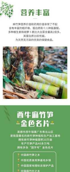 西牛麻竹笋,如何选择与烹饪技巧?