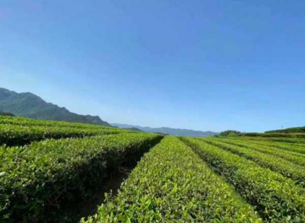 茶园天气预报, 今日气候适合采茶吗？