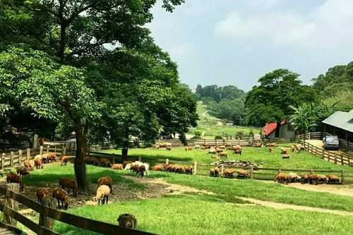 原野牧场,体验自然与亲子乐趣的最佳去处