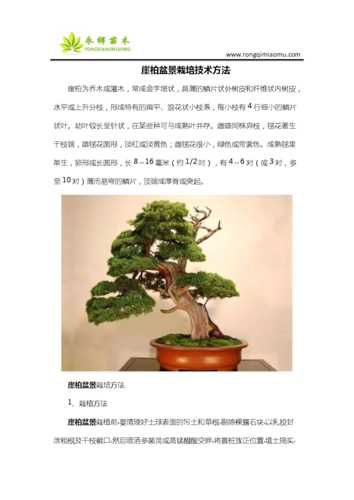 高山柏的生长环境, 如何选择合适的培育条件?