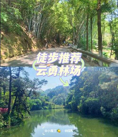 云勇门票，如何快速购买和避免排队？