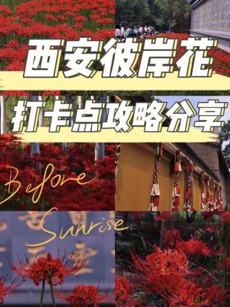 彼岸花开门票,如何购买和入园须知?