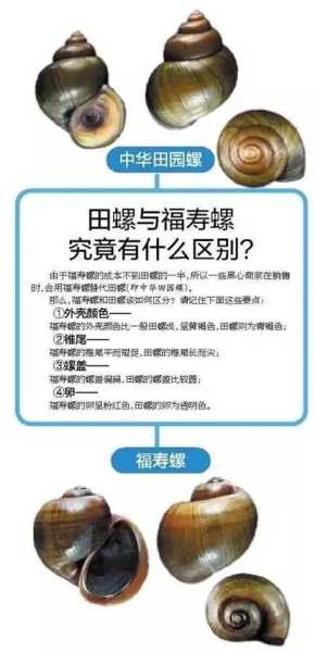 坑螺图片, 如何辨别新鲜与质量?