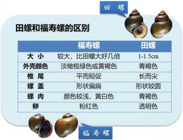 坑螺的功效与作用,能为健康带来哪些益处?