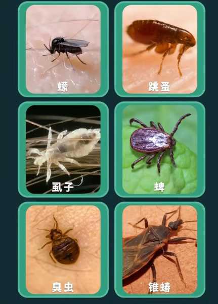娥蠓虫图片, 如何识别和了解这种昆虫?